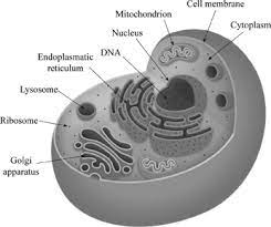 Animal cells do not have a cell wall not do they have chlorophyll. Definition Of Cellular Organization Chegg Com