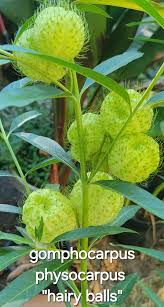 Image result for Gomphocarpus physocarpus