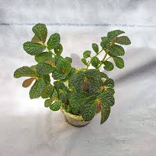 Image result for Fuirena sagittata