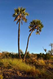 Image result for Borassus aethiopum