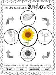 Apr 16, 2021 · butterfly journal pdf (free printable at the bottom of the post) pen, pencil, or markers to record findings; Life Cycle Unit Sunflowers By Forkin4th Teachers Pay Teachers