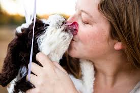 Australian Labradoodles, Why We Chose Them, and Future Plans