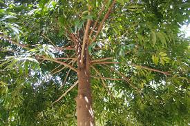 Image result for Nageia nagi