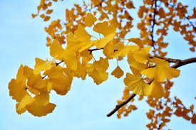 As the female plant is the one which produces fruits (this is a ginkgo tree fact not known to many) some very old ginkgo trees grow thick aerial roots, which form on the underside of large branches and then grow downwards. 20 Surprising Ginkgo Tree Facts To Tantalize Your Brain Garden And Happy
