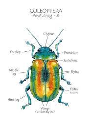 Beetle Anatomy Homeschool Resources Montessori Cards Etsy In 2020 Insect Print Anatomy Homeschool Watercolor Illustration