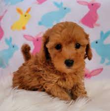 Maltipoo are cuddly, very loving, and smart. Cuddly Malti Poo Puppies Posts Facebook