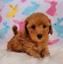 My maltipoos are exceptional however i am always looking to improve, improve, improve! Cuddly Malti Poo Puppies Posts Facebook