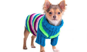 hacer ropa para mascotas hogarmania hacer ropa de perro ropa para perros ropa para perros tejida
