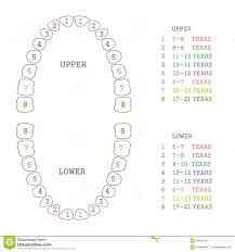 Tooth Chart Human Teeth Stock Vector Illustration Of Chart
