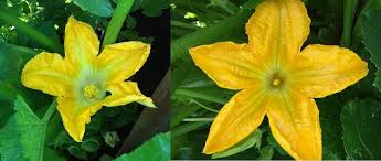 Too few bees and pollinators to move the pollen from the male to the female flowers. Squash Pollination Problems Al Com