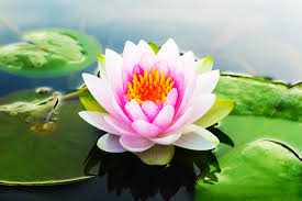 Image result for Lotus