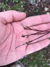 When japanese maple suddenly develops dry leaves, verticillium wilt is often behind it. Japanese Maples Black Bark Fungal Infection Or Dieback Horticulture Mirai Forum