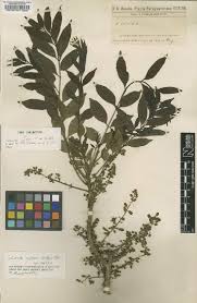 Image result for Lovoa swynnertonii