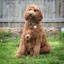 We did not find results for: Greentoplawncare Loves Dogs We Are A Locally Owned And Operated Euless Texas Lawn Care Company Whi Cute Dogs Australian Labradoodle Puppies Labradoodle Puppy