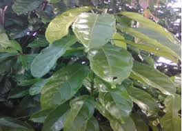 Image result for Hugonia platysepala
