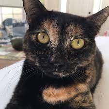Cat gtx 1080 war cat. Tortoiseshell Cat Facts And Pictures