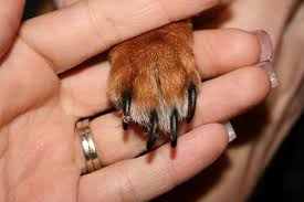 Epingle Sur Chien