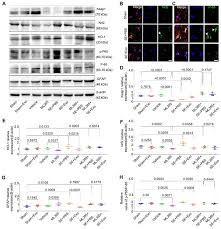 Mesenchymal Stem Cell Derived Exosomes As A Nanotherapeutic