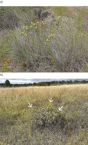 Image result for Rytidosperma davyi