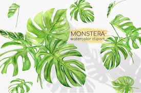 It has silvery green leaves with darker green along its veins and edges, similar to the dubia. Watercolor Monstera Clipart Tropical Clipart Green Leaves 515159 Illustrations Design Bundles