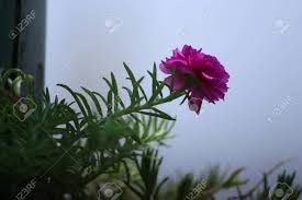 Matching plants to your climate. Summer Blooming Flower Background Pink Portulaca Moss Rose Flower Plant In Full Sun Light Selective Focus With Blur Background Stock Photo Picture And Royalty Free Image Image 147700267