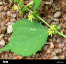 Image result for Triumfetta pentandra