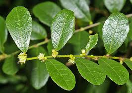 Image result for Bridelia brideliifolia