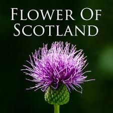 W:that fought and died for w:your wee bit hill and glen. Various Artists Flower Of Scotland Lyrics And Songs Deezer