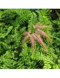 Image result for Adiantaceae