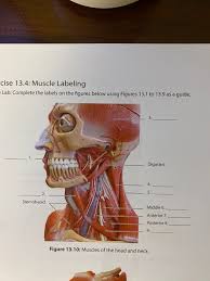 Interactive tutorial showing the location of muscles of the neck. Cise 13 4 Muscle Labeling Lab Complete The Labels Chegg Com