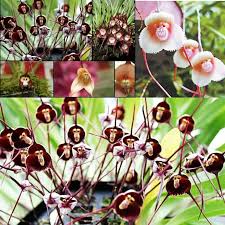 1 Pack 10 Rare Monkey Face Orchid Seeds ...