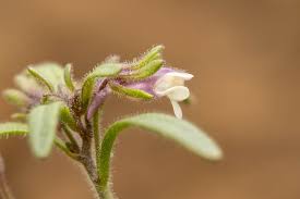 Image result for Limnophila ceratophylloides