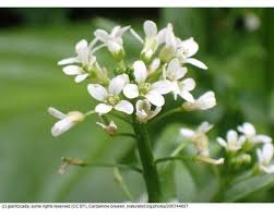 Image result for Cardamine