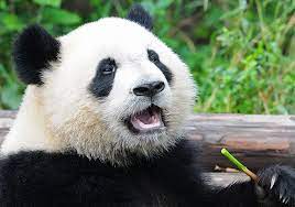 Schützt vor viren, spyware, ransomware und anderer malware. 10 Facts About Pandas National Geographic Kids