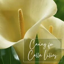 Calla lilies can also droop from anthracnose. How To Plant And Care For Calla Lilies Dengarden