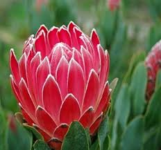 Image result for Protea rupestris