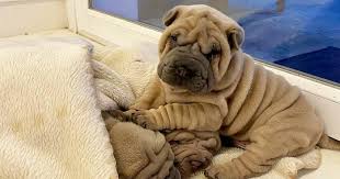 Look at pictures of shar pei puppies who need a home. This Shar Pei Is Tricking People On The Internet Into Thinking He S A Scrunched Up Blanket 53 Pics Bored Panda