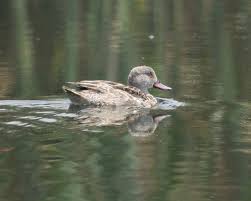 Gauteng Garden Birds Of South Africa Cape Teal Gauteng Africa Animals