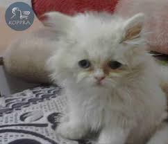 حيوانات في مصر اسعار قطط للبيع قطة لونها ابيض نوعها شيرازى للبيع عمره 47 يو Pets Pet Supplies Animals