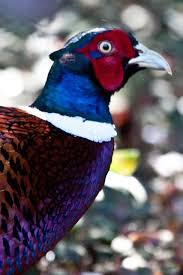 That S Pheasant Not Peasant Pheasant Bird Photo Beautiful Birds