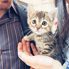 dorukgillerin yavru kedi bakimi rehberi dorukgiller