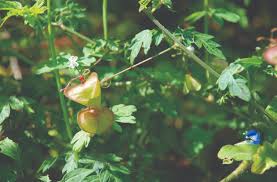 Image result for Cardiospermum