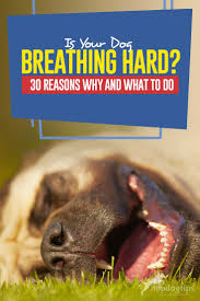 These conditions vary in their severity and are usually accompanied by other signs that help to further. Dog Breathing Hard 30 Reasons Why And What To Do Top Dog Tips