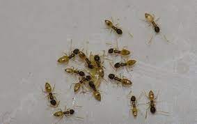 Large numbers of ants can be destructive, yet most times. Argentine Ant Identification A Guide To Common Ant Control