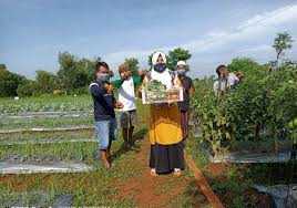 Kembali ukir sejarah, kaltara raih wtp ketujuh kali secara beruntun. Phe Wmo Ubah Lahan Tandus Jadi Lahan Subur Penghasil Tanaman Hortikultura
