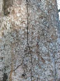 Image result for Khaya grandifoliola