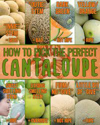 The overall color of the rind should be beige, sandy gold, or creamy yellow—but not green (green indicates unripe). Recipes Here S Your Handy Guide For Picking Out The Perfect Cantaloupe Facebook