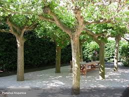 Wenn euch das zu lange dauert, solltet ihr auf besonders schnell wachsende bäume setzen. Besondere Baume Fur Kleine Garten Lesen Sie Unsere Tipps