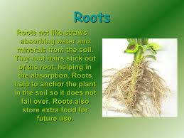 Supporting leaves and shoots by keeping the cells rigid; Plant Parts Roots Roots Act Like Straws Absorbing Water And Minerals From The Soil Tiny Root Hairs Stick Out Of The Root Helping In The Absorption Ppt Download
