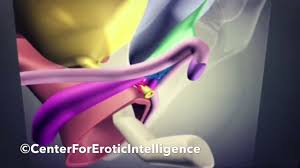 Talk to a doctor or healthcare provider when you begin noticing symptoms. Clit Disco Stimulation The Internal Clitoris Is Mobile By Erotic Intelligence